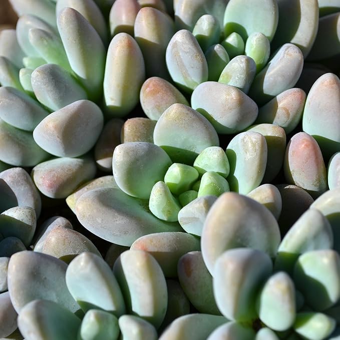 Altman Plants, Bulk Succulents Plants Live Houseplants (20PK), Live Succulents Live Plants Live House Plants Indoors Live, Live Cactus Plants Live Succulent Plants Live Indoor Plants Live Houseplants