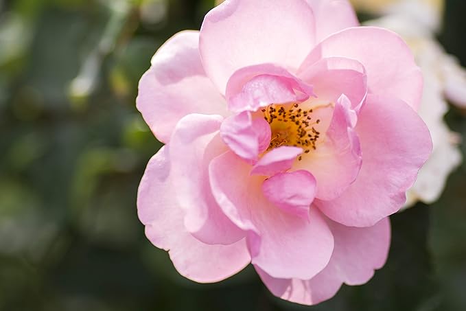 Green Promise Farms Rosa `Peachy Knock Out` (Reblooming) Rose, #2 Size Container, peach flower