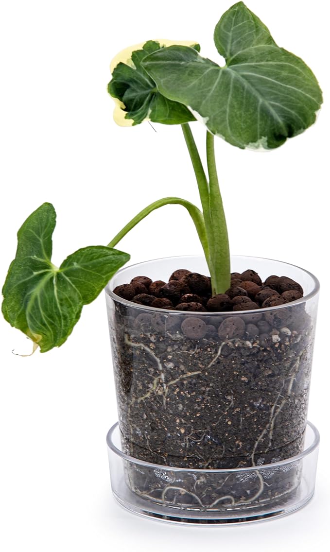 Phoenix Vine 4.5 Inch Clear Acrylic Planter Pot with Tray, Orchid Pot with Drainage Holes, Deep Saucer for Bottom Watering, Transparent Containers for Indoor Plants, Herbs, Set of 1, 91-A-E-1