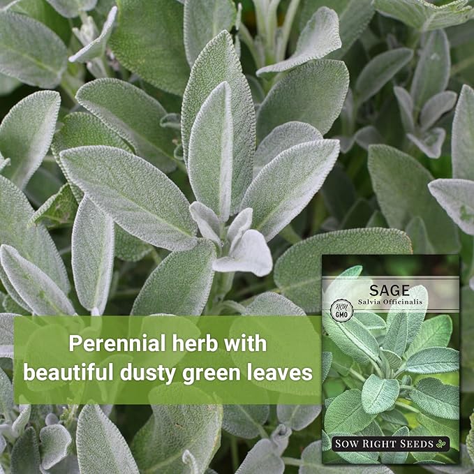 Sow Right Seeds - Sage Seeds for Planting - Non-GMO Heirloom Packet with Instructions to Plant and Grow Kitchen Herb Garden - Indoor or Outdoor - Great for Pollinators - Culinary Seasoning (4)