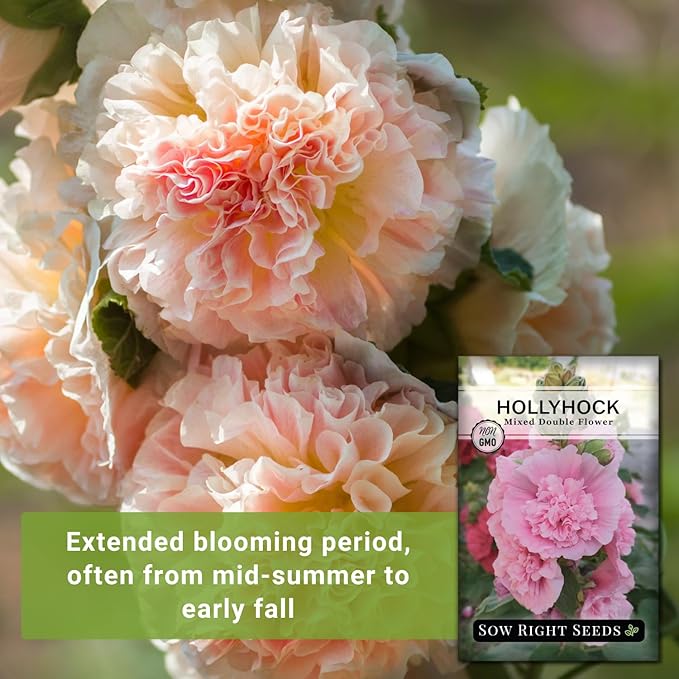 Sow Right Seeds - Double Flower Mixed Hollyhock Seeds for Planting - Non-GMO Heirloom Packet with Instructions to Plant an Outdoor Cottage Garden - Tall Ruffled Mix of Pink, Yellow, Red & White (1)