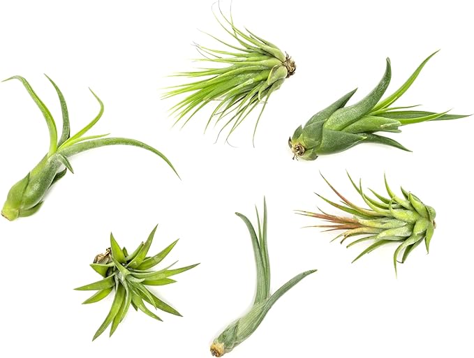 Tillandsia Air Plants Live Indoor Plants (6PK), Airplants Variety Live Plant Kit, Tropical Plants Live Houseplants, Air Plant Live Succulents Plants Live Plants Indoor House Plants by Plants for Pets