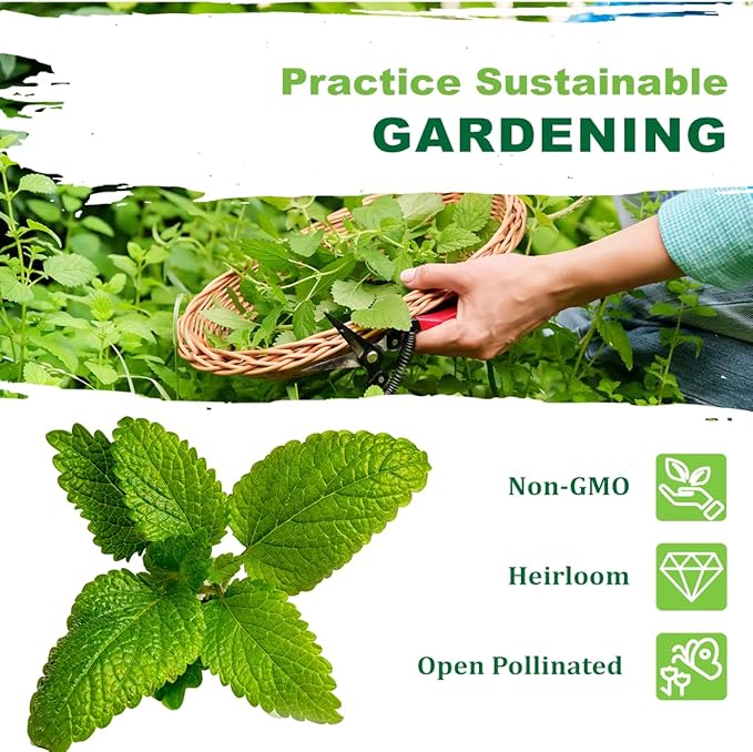 TKE Farms & Gardens - Lemon Balm Seeds for Planting, 250Mg, 300+ Heirloom, Non-GMO Seeds, Instructions Included to Grow This Fragrant Medicinal Herb, Melissa officinalis, Qty 1