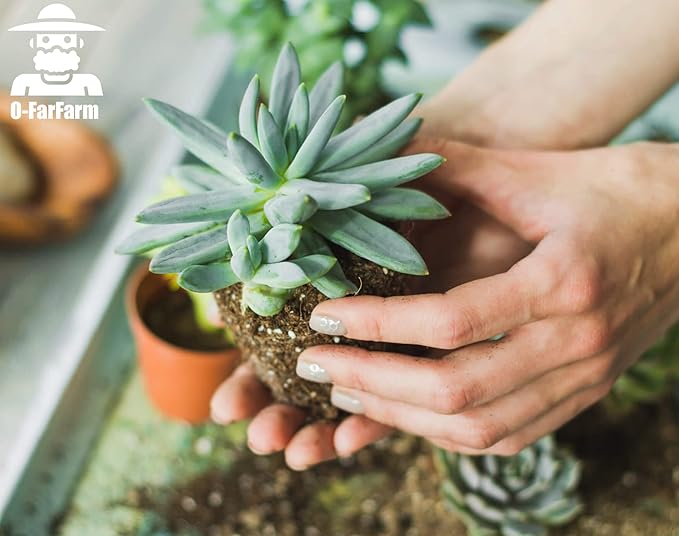 Succulent Soil Potting Mix 1.1 LBS, Optimized PH Fast Draining with Added Nutrients, Perfect for Small Succulent Pots