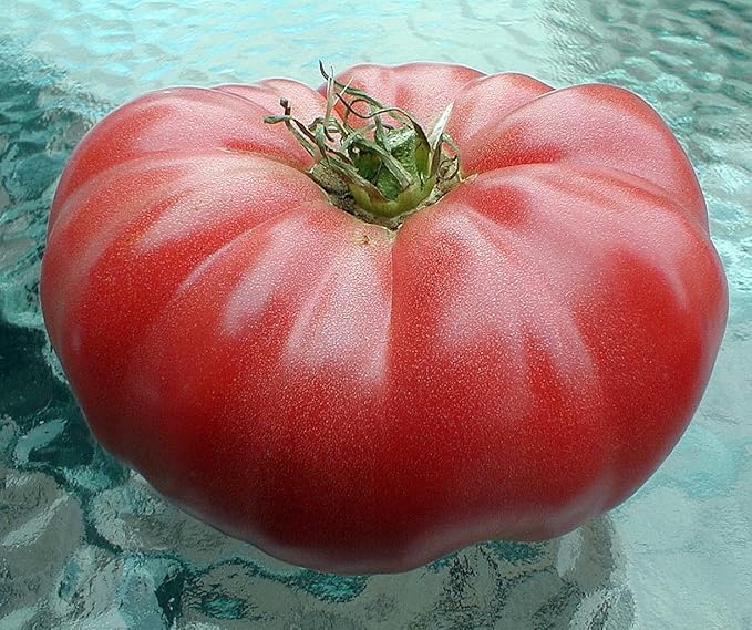 Watermelon Beefsteak Tomato Seeds - Large Tomato - Delicious Tomato for Home Growing