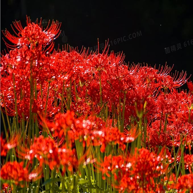 3pcs Red Lycoris Radiata Bulbs Nerine Bowdenni Bulbs Red Bowden Lily Bulbs Red Spider Lily Hardy Easy to Plant Red Cornish Lily Bulbs