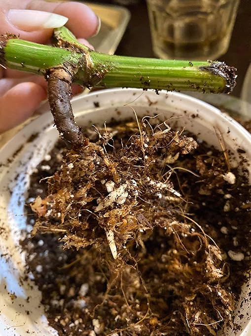 Noot Rooting Rescue Mix - 1 Quart - Coconut Chips Fibers Coco Coir Coarse Perlite - Root Rot Treatment - Rapid Roots for Propagation - Pre-Soaked & Ready to Use