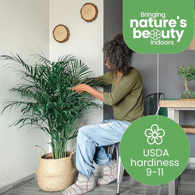 American Plant Exchange Areca Palm Tree Live Plant, 10-Inch Pot, Air Purifying Indoor Houseplant