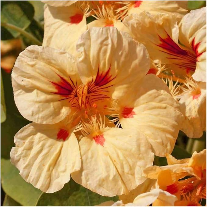 Seed Needs Peach Melba Nasturtium Seeds for Planting - Heirloom, Untreated & Open Pollinated - Edible Yellow Colored Flowers to Plant a Butterfly Garden (Small Pack)