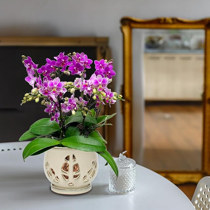 W&W Orchid Pot with Holes and Saucer for Repotting and Better Grow, Cream White, 6.5 Inches