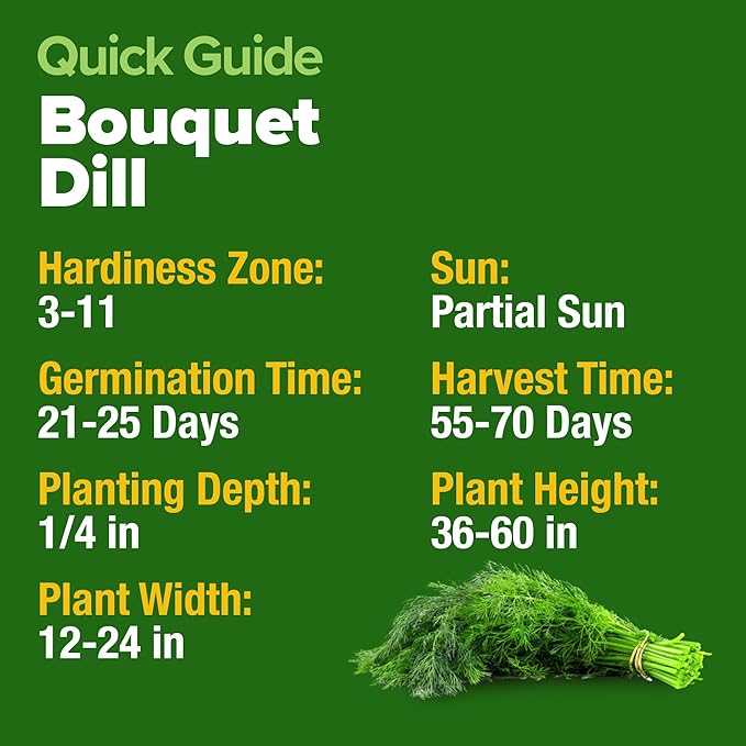HOME GROWN Dill Seeds for Planting - 1014 Premium Bouquet Dill Seeds, Non-GMO and Heirloom Herb Seeds for Planting Outdoors, Grow Your Fragrant Dill Herb Garden (Anethum graveolens)
