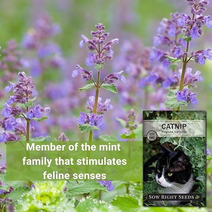 Sow Right Seeds - Catnip Seed for Planting - Popular Herb for Happy Cats - Non-GMO Heirloom Packet with Instructions to Plant and Grow - A Gift for The Cat Lover - Perennial Herb Indoors (2)