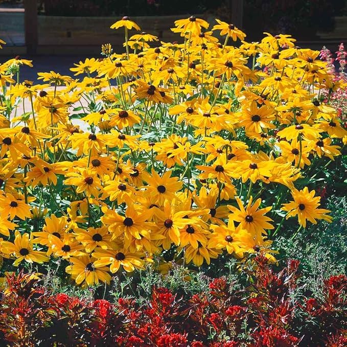 Outsidepride Indian Summer Gloriosa Daisy Seeds – 200 Pcs Perennial Rapid Growing, Heat & Drought Tolerant Rudbeckia Hirta Daisy Flower Seeds for Vibrant Meadows & Garden Borders (AAS Winner)
