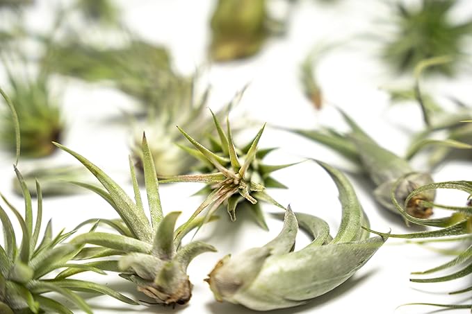 Altman Plants, 12 Air Plant Variety Pack - Small Tillandsia Terrarium Kit - Assorted Species of Live Tillandsia Tropical House Plants for Sale, 2 to 5 Inches Each - Air Plants for Indoor Home Decor