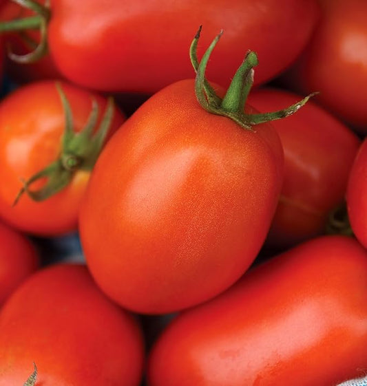 Burpee 'Roma' Organic, Red Sauce & Paste Tomato, 250 Non-GMO Seeds