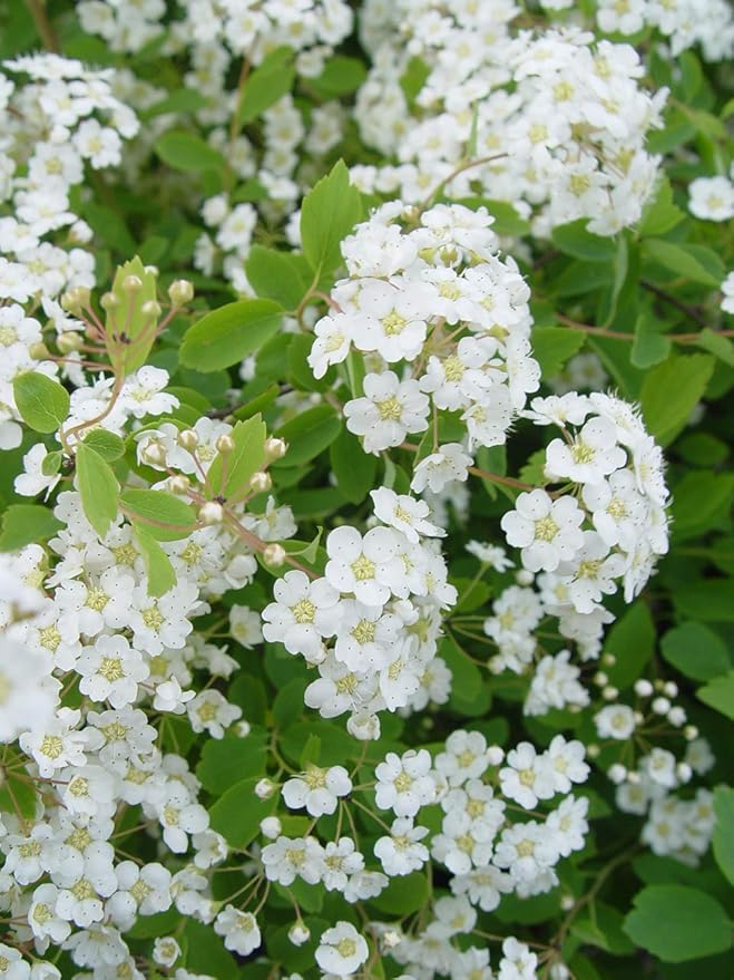 Spiraea vanhouttei 'Renaissance' (Spirea) Shrub, #3 - Size Container