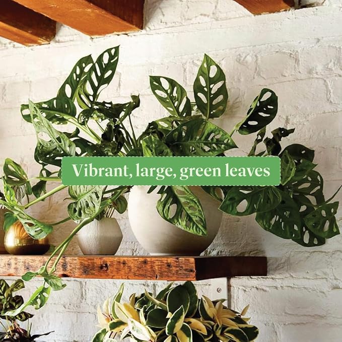 American Plant Exchange Monstera Adansonii Swiss Cheese Plant, Live Trailing Vine in 8-Inch Hanging Basket for Home and Garden Decor, Air Purifying