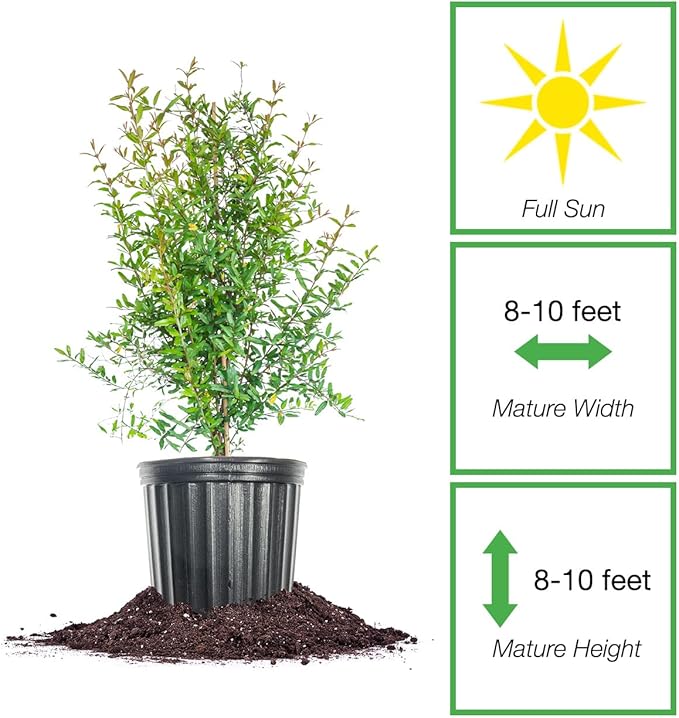 Russian Pomegranate in a 1 Gal. Grower's Pot | Cold Hardy Drought Tolerant | Yields Large Delicious Fruit | Real Dwarf Fruiting Tree