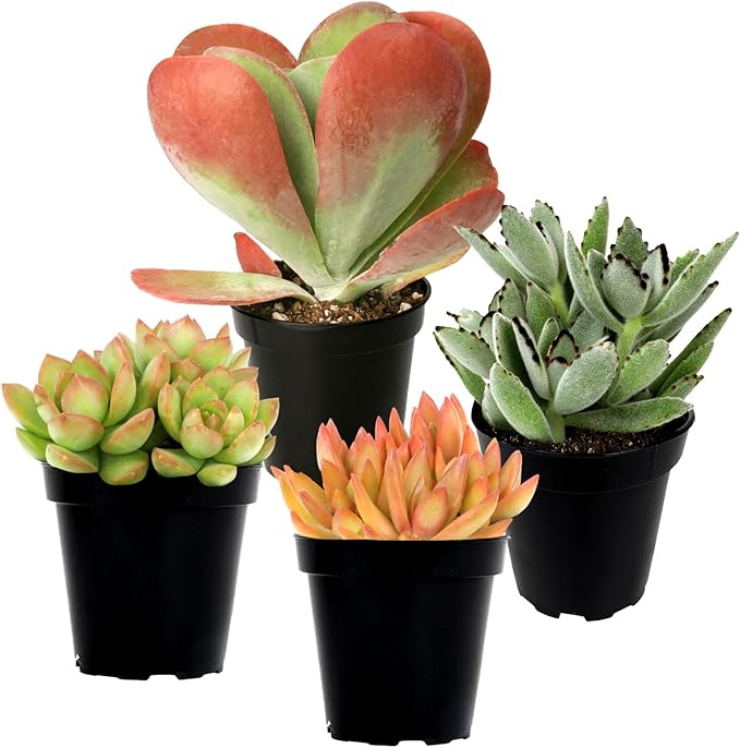 Altman Plants Desert Fire Live Succulents 4-Pack, Mini Plants Succulent Mix, Live Plants, Mini Succulents, House Plants, Live Succulent Plants, Outdoor & Indoor Plants for Event, Wedding, Kid Crafts