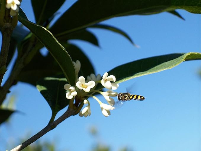 PERFECT PLANTS Tea Olive Live Plant, 1 gallon, Green
