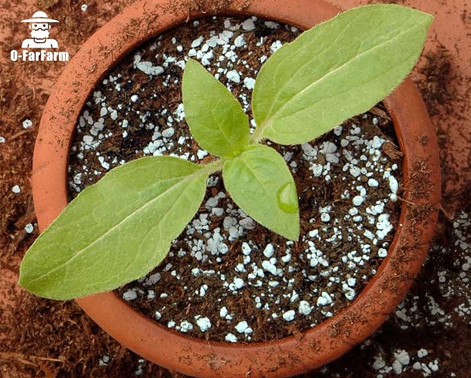 Chunky Perlite Bulk, Horticultural Pearlite Coarse Perlite for Plants Indoor, Additive Conditioner Mix, Improve Drainage and Ventilation, Help Root Growth (4-8mm, 2qt)