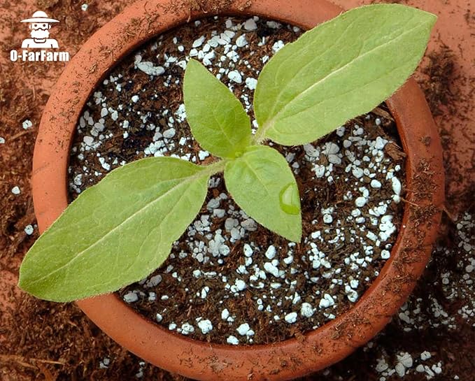 Chunky Perlite Bulk, Horticultural Pearlite Coarse Perlite for Plants Indoor, Additive Conditioner Mix, Improve Drainage and Ventilation, Help Root Growth(5-10mm, 1qt)