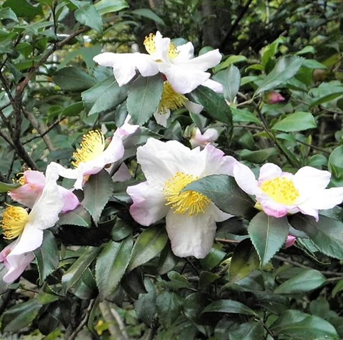 CHUXAY GARDEN Camellia Sinensis-Tea Plant,Tea Shrub,Tea Tree 5 Seeds Evergreen Flowering Plant Drinking Tea Gardening Fast Growing & Maintain