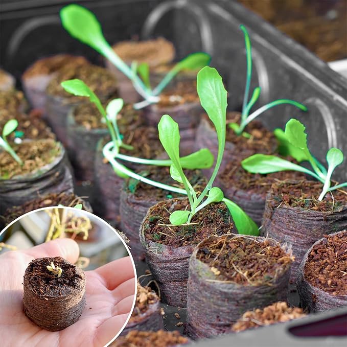 ZeeDix 500 Pcs (30mm) Peat Pellet Fiber Soil Plant Seed Starters - Seed Starter Pellets Pods Compressed Peat Pellets for Grow Herbs, Plant, Flowers and Vegetables