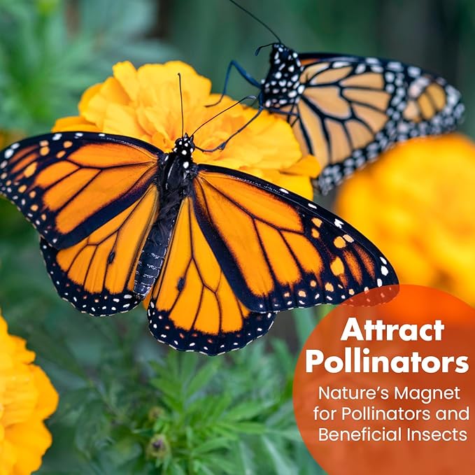 NatureZ Edge, Marigold Seeds, Marigold Seeds for Planting Outdoors, 1 Ounce 10,000 Seeds, Hawaiian and Cracker Jack Marigold Seeds, Marigolds Seeds, African Marigold Seeds, Giant Marigolds Seeds Bulk