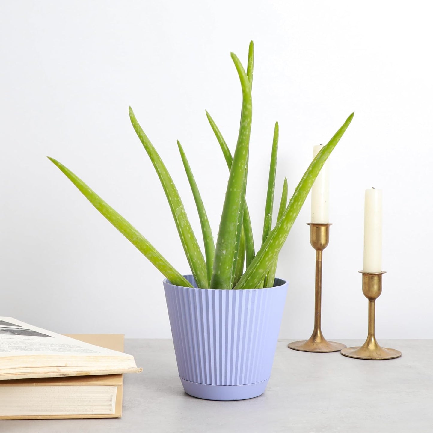 Thorsen's Greenhouse Aloe Vera, Live Indoor Plant, Aloe barbadensis, Easy to Grow, Succulent, Natural Air Purifier, 4" Diameter Pot (Lavender)