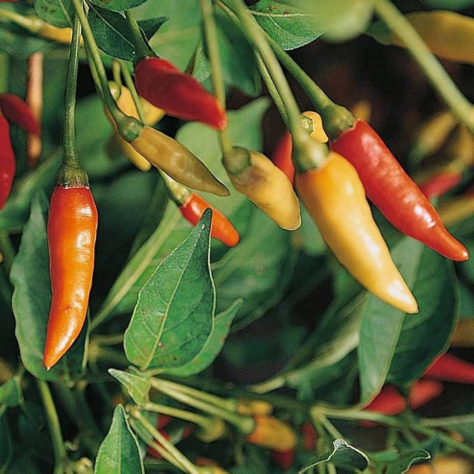 Tabasco Red Hot Chili Pepper Seeds for Planting, 50+ Heirloom Seeds Per Packet, (Isla's Garden Seeds), Non GMO Seeds, Botanical Name: Capsicum frutescens, Great Home Garden Gift