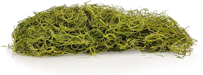 Premium Spanish Moss in Spring Green| Natural Preserved - Great Ground Cover - Filler for Potted Plants - by GARDENERA - 4 Quart Bag