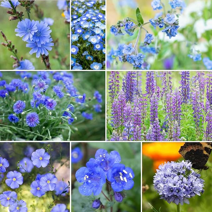 Eden Brothers Singin the Blues Wildflower Mixed Seeds for Planting, 5 lb, 2,400,000+ Seeds with Blue Flax, Lupine, Chicory, Attracts Pollinators, Plant in Spring or Fall, Zones 3, 4, 5, 6, 7, 8, 9, 10