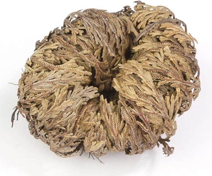 Incense Garden Rose of Jericho Flower The Resurrection Plant (2 Roses)