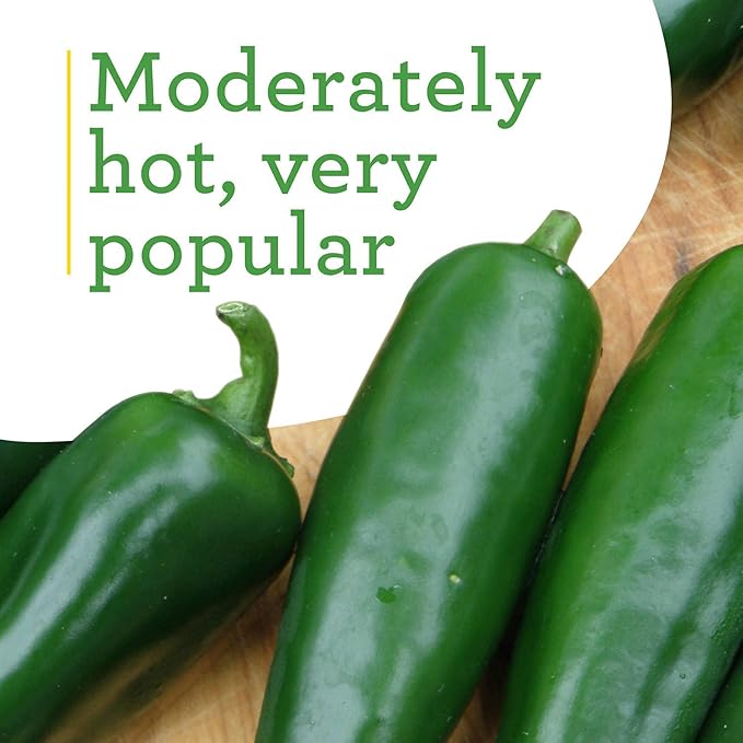 Bonnie Plants Jalapeno Hot Pepper Live Vegetable Plants - 4 Pack, Most Popular Chile Pepper, Non-GMO, 24 - 48 Inch Plants, 3 Inch Pepper Size
