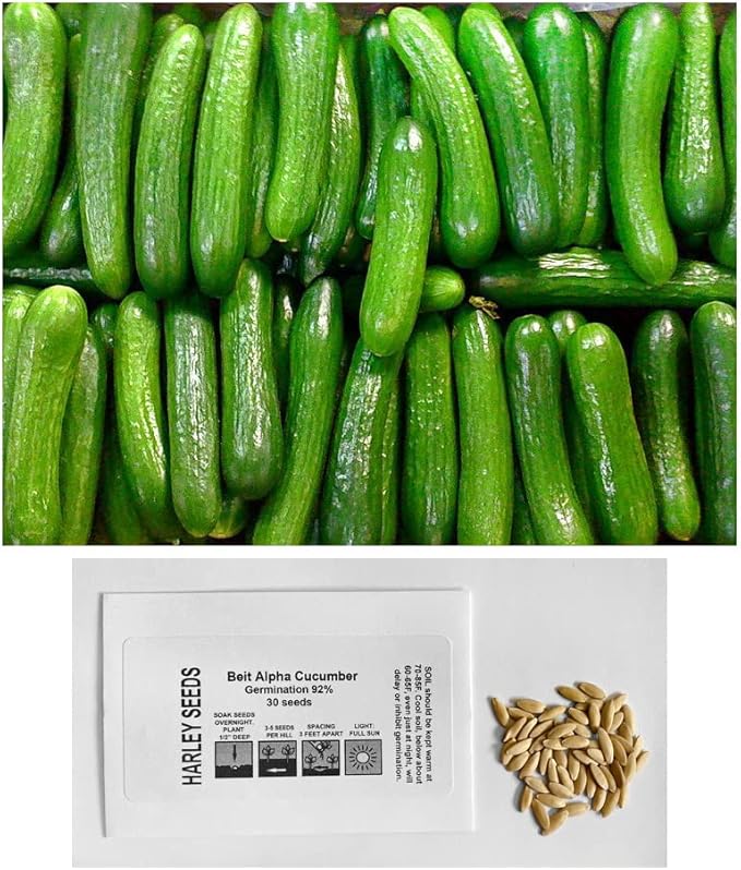 US Grown 30 Persian Beit Alpha a.k.a. Lebanese Cucumber Seeds Heirloom Non-GMO Burpless Sweet Non-Bitter and Acid Free, Crispy and Sweet, Fragrant and Delicious, Cucumis sativus, Grown in USA
