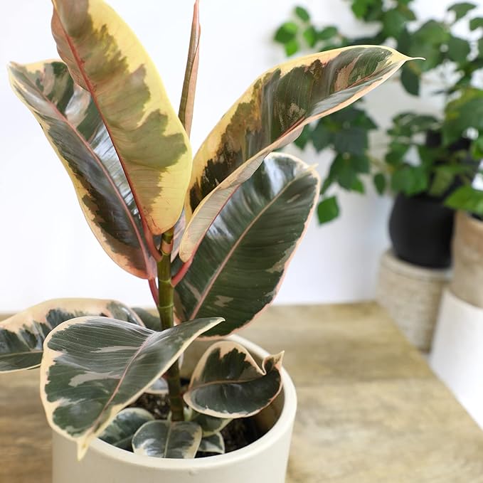 6" Ficus Tineke, Variegated Rubber Plant, Real Ficus Tree, Indoor Garden Greenhouse Plant Room Decor Office Plants Live Real Plants Indoor Live Plants Indoor Plants Live Houseplants by Plants for Pets