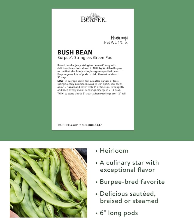 Burpee Stringless Green Pod Bush Bean Seeds 8 ounces of seed