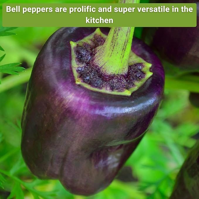 Sow Right Seeds - Sweet Bell Pepper Seed Collection for Planting a Home Garden - Red, Yellow, Purple, Orange and Chocolate Brown Bell Peppers - Non-GMO Heirloom Variety Pack Vegetable Seeds to Plant