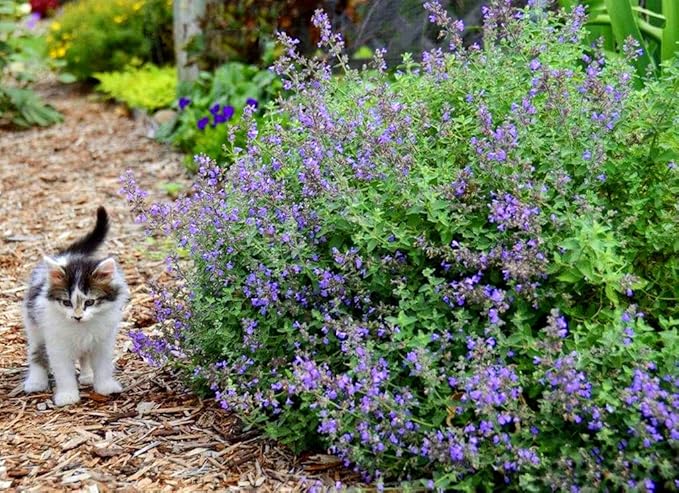 Catnip Catmint Nepeta Cataria About 100 Seeds for Planting