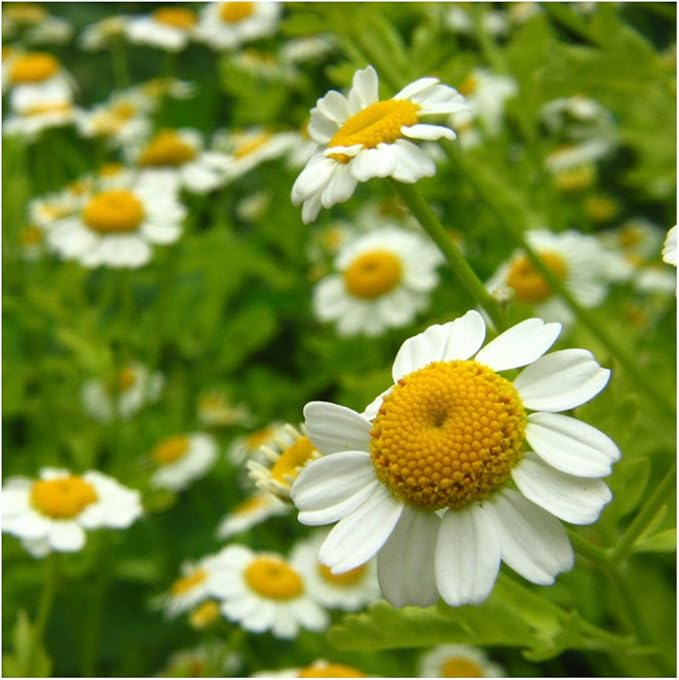 Seed Needs, Chamomile Seed Packet Collection (Roman/German Chamomile Seeds for Planting) Heirloom, Non-GMO & Untreated