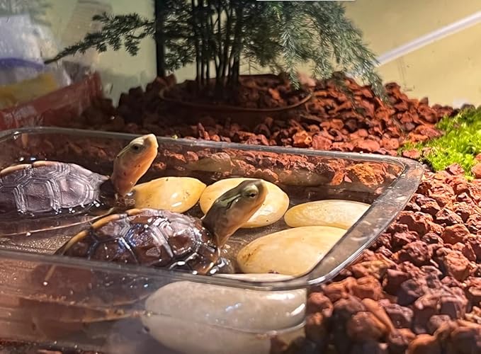 Horticultural Calcined Clay Soil Bonsai Cactus Soil Additive for Succulent Plants (5 QT, 1/8 inch)