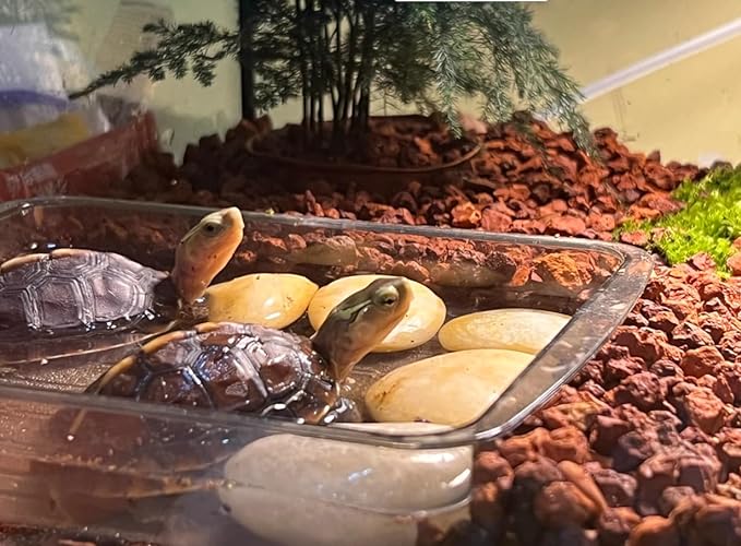 Horticultural Calcined Clay Soil Bonsai Cactus Soil Additive for Succulent Plants (6 LB, 1/8 inch)