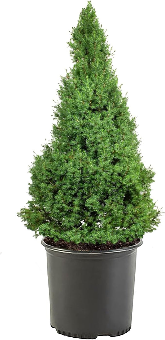 3 Gallon Spruce Dwarf Alberta Shrub