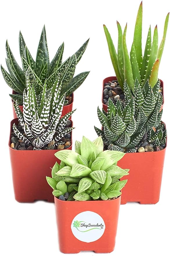 Shop Succulents | Haworthia Collection | Assortment of Hand Selected, Fully Rooted Alluring Miniature Aloe Live Indoor Succulent Plants, 10-Pack, Mix