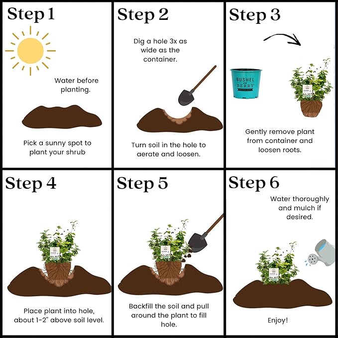 2g Bushel and Berry BlackBerry Baby Cakes