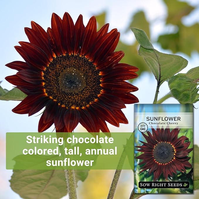Sow Right Seeds - Chocolate Cherry Sunflower Seeds for Planting - Non-GMO Heirloom Packet with Instructions for Growing - Beautiful Giant Flower - Rare Burgundy and Dark Brown Petals (2)