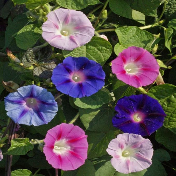 Outsidepride 250 Seeds Annual Ipomoea Purpurea Morning Glory Fieldgrown Climbing Vine Flower Seeds for Planting