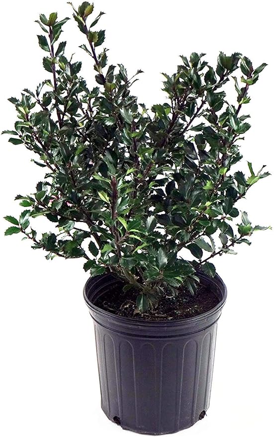 Ilex X meserveae 'Blue Prince' (Blue Holly) Evergreen, #2 - Size Container