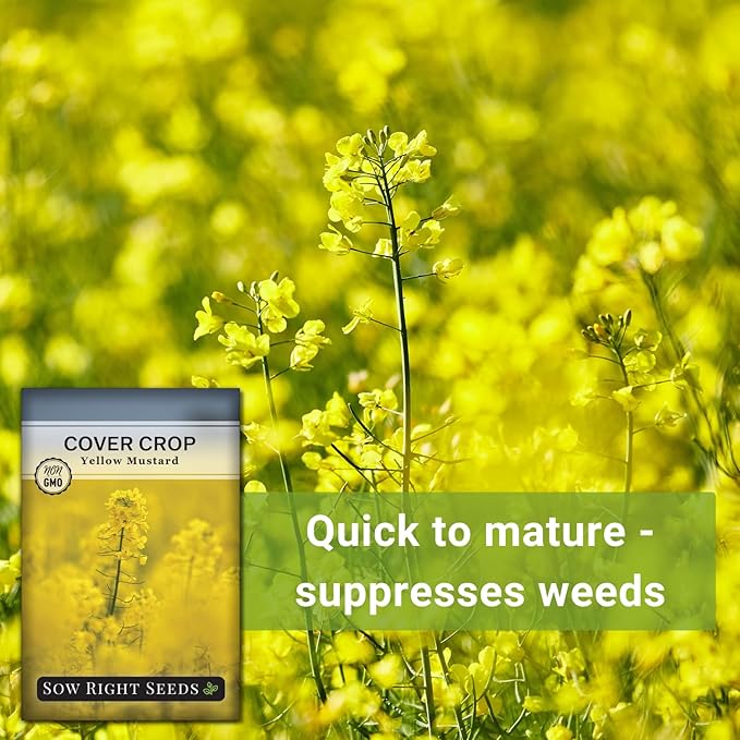 Sow Right Seeds - Yellow Mustard Seed for Planting - Cover Crops to Plant in Your Home Garden - Enriches Soil - Suppresses Weeds - Cold Hardy - Non-GMO Heirloom Seeds - Great Gardening Gift (1)